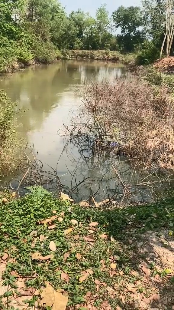 ตกปลากแก้ มส